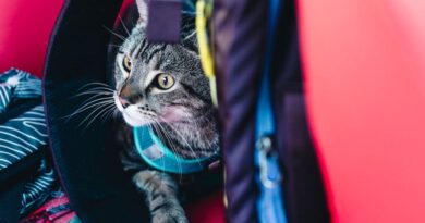 Essential Gear for Wild Adventures