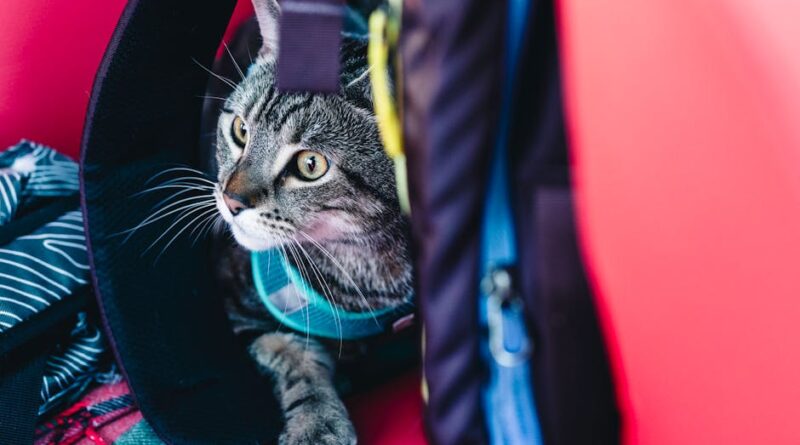 Essential Gear for Wild Adventures